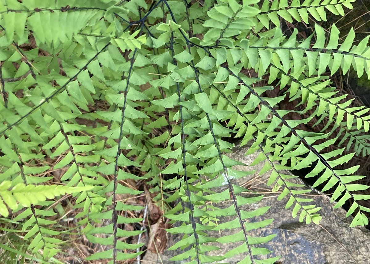 Ostrich Fern