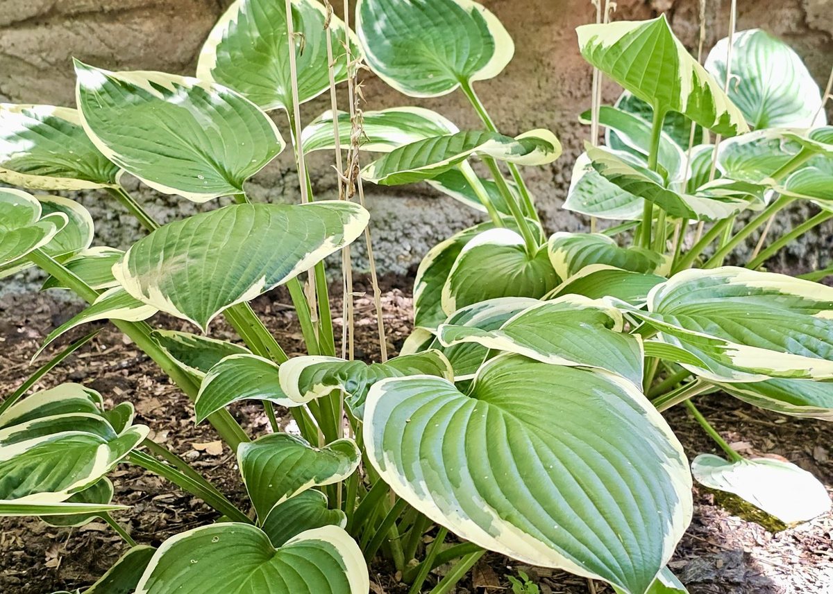 Hosta 'Halcyon'