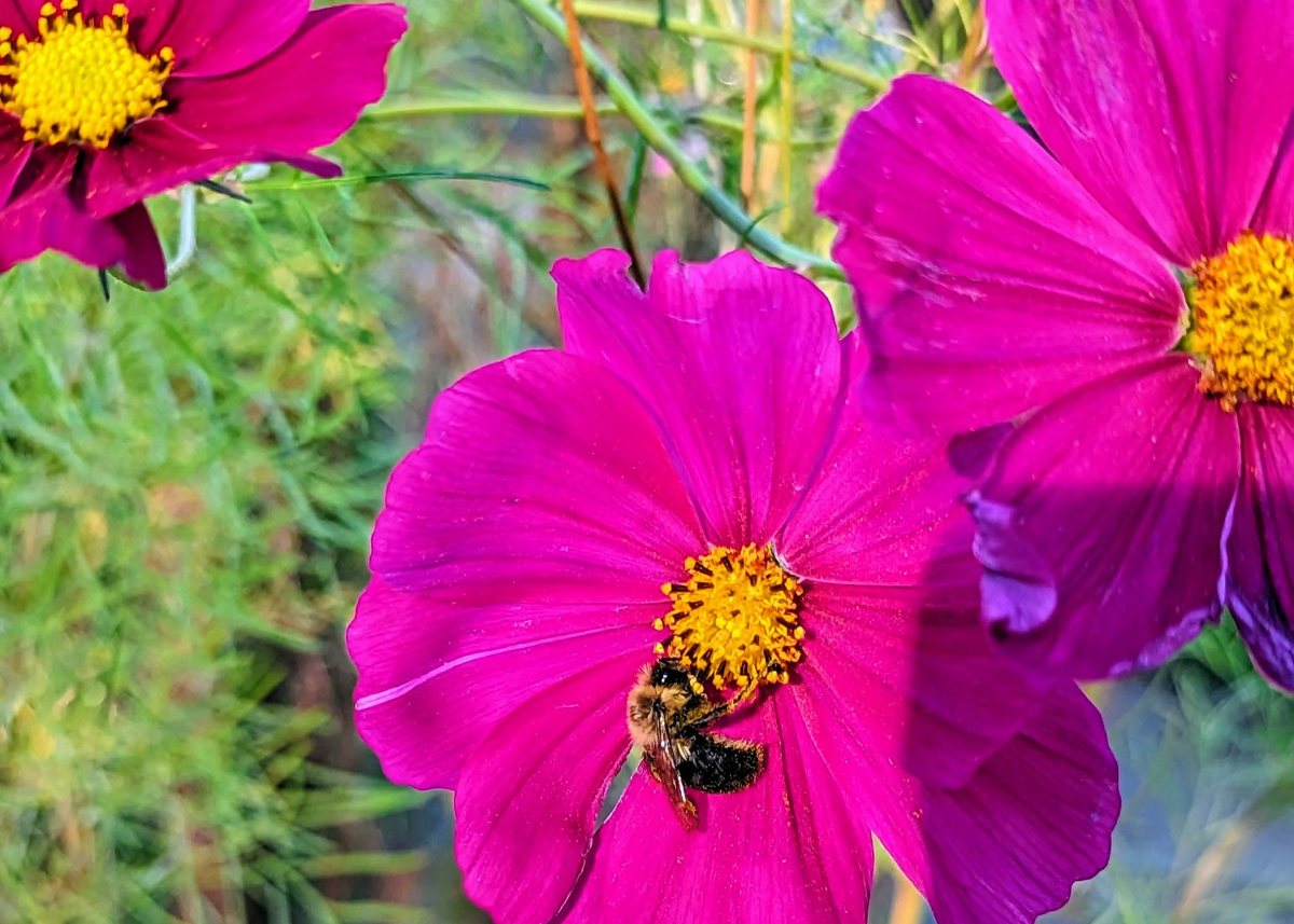 Purple Coneflower