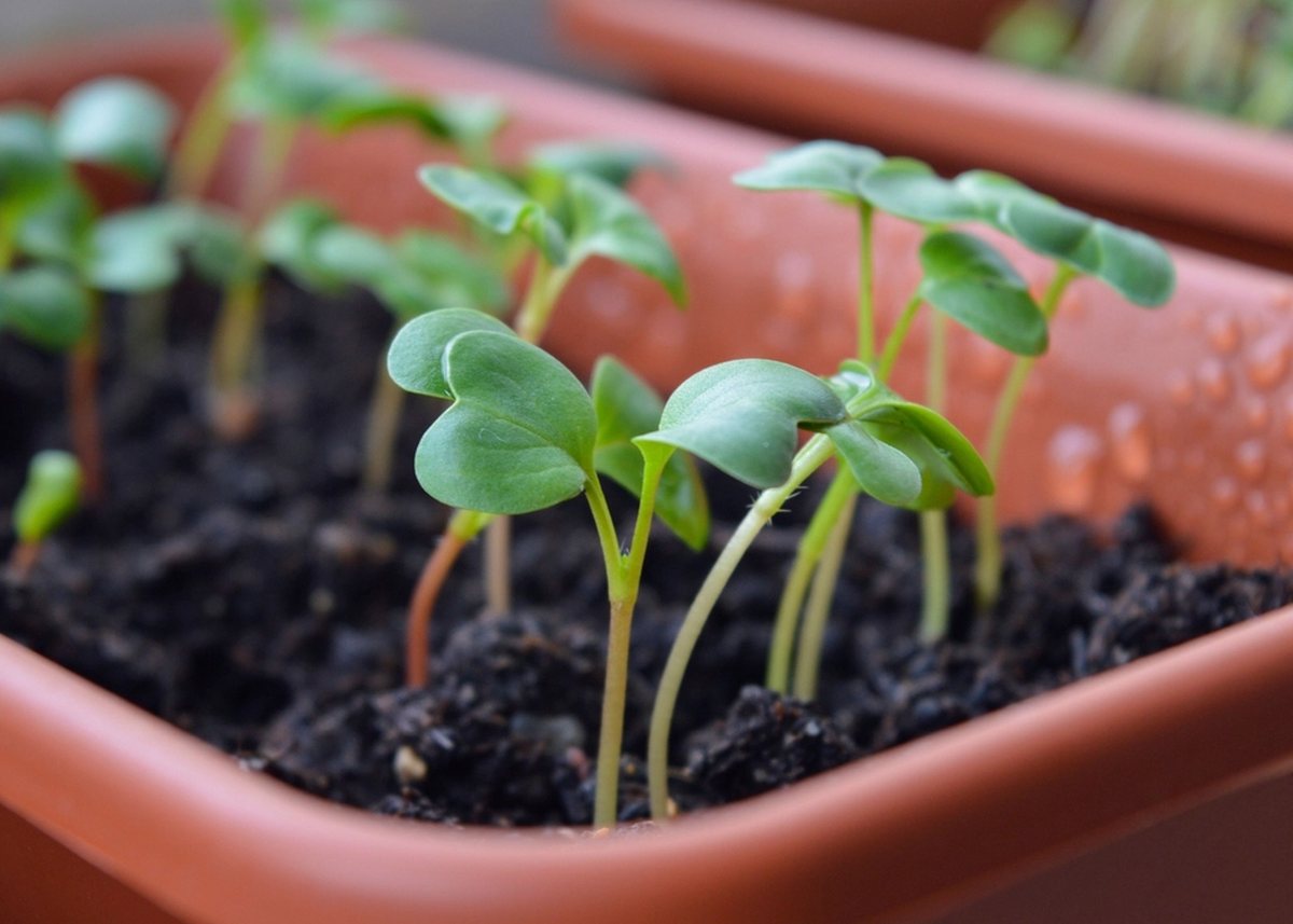 Seedlings coming on in the propagation house