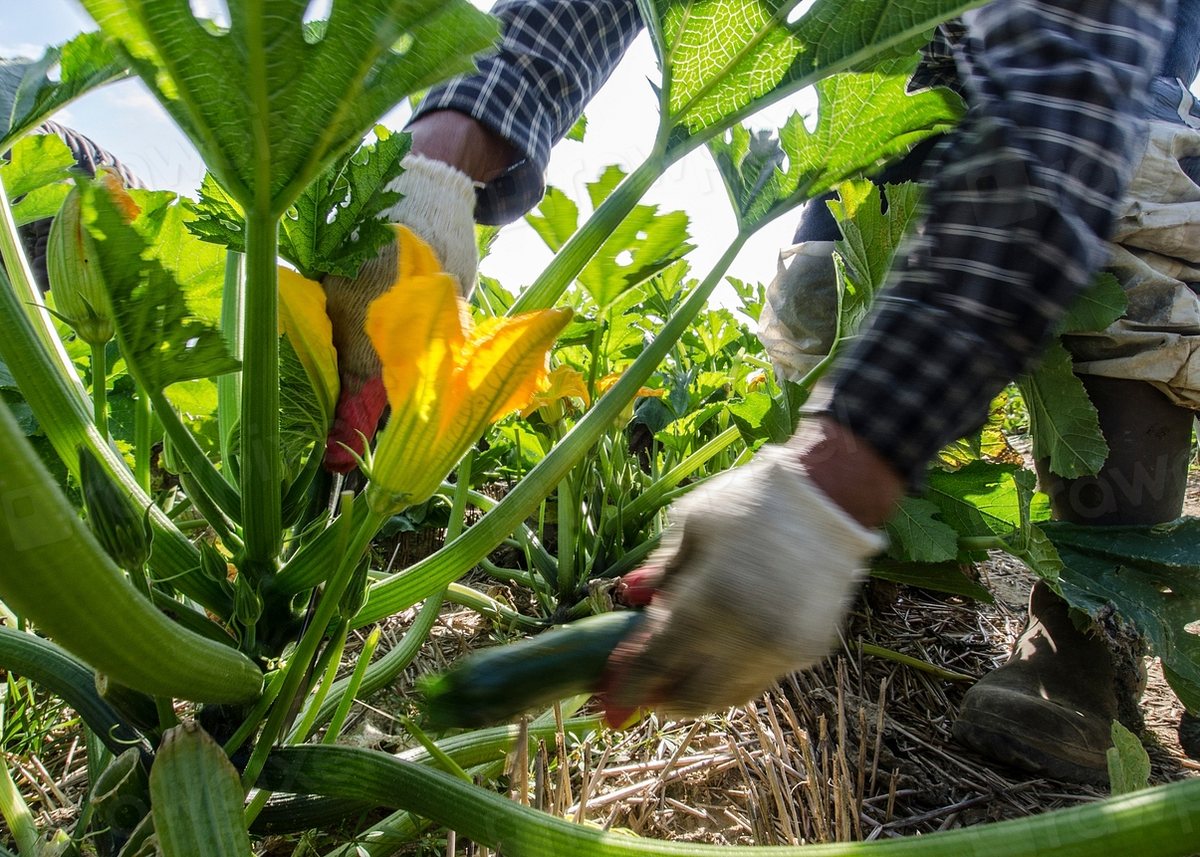 Harvesting squash in the field