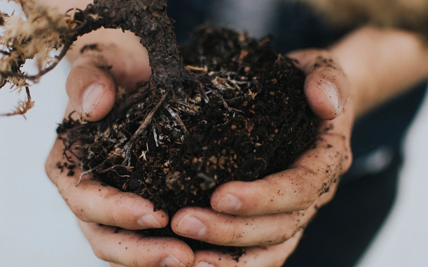 Hands holding soil